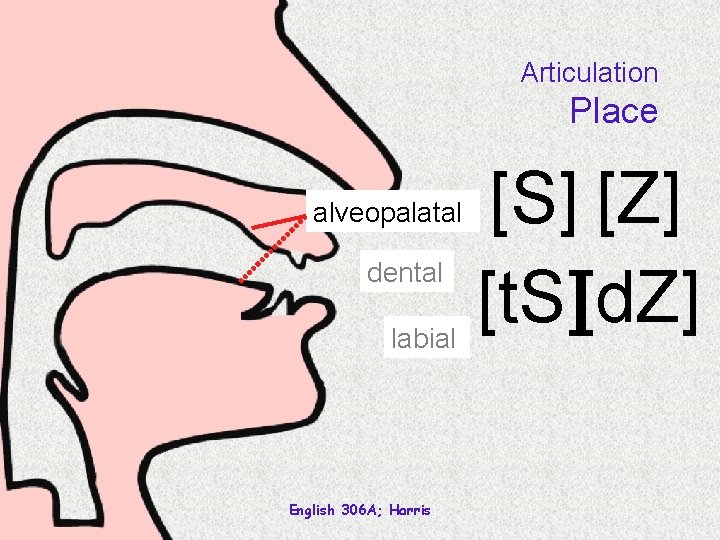 Articulation Place alveopalatal dental labial English 306 A; Harris [S] [Z] [t. S][d. Z]