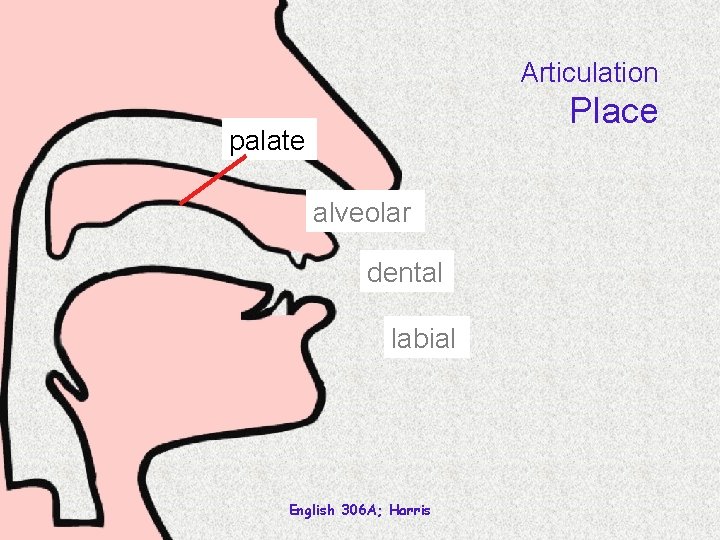 Articulation Place palate alveolar dental labial English 306 A; Harris 