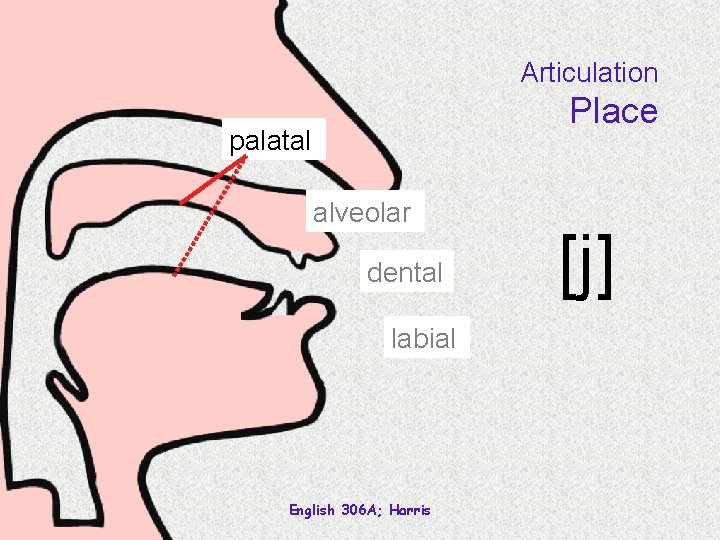 Articulation Place palatal alveolar dental labial English 306 A; Harris [j] 