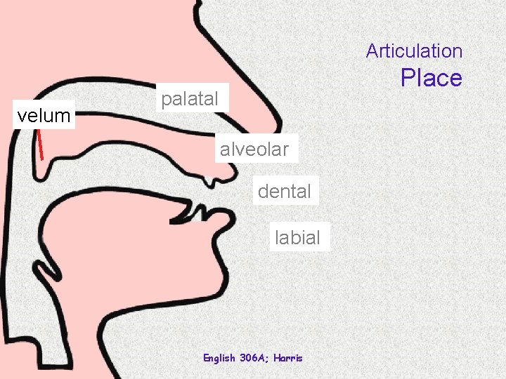 Articulation velum Place palatal alveolar dental labial English 306 A; Harris 
