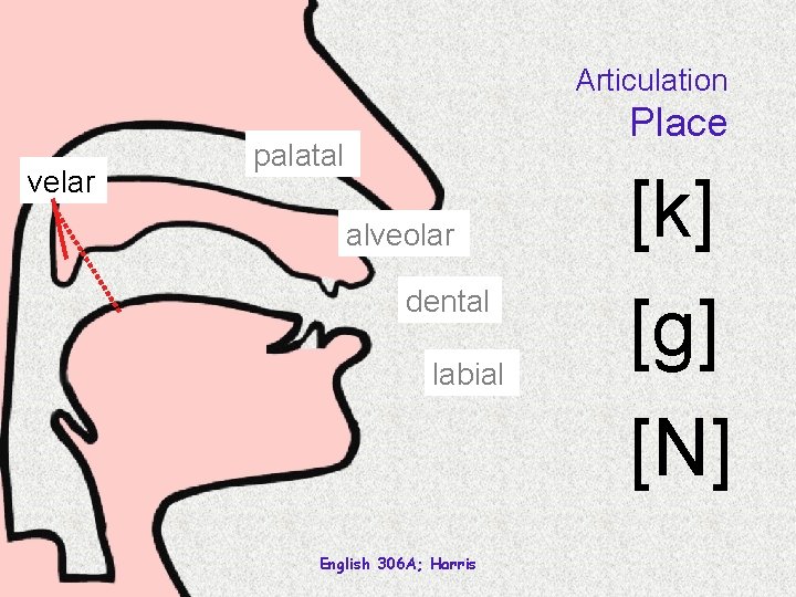 Articulation velar Place palatal alveolar dental labial [k] [g] [N] English 306 A; Harris