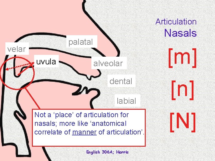 Articulation Nasals palatal velar uvula alveolar dental labial Not a ‘place’ of articulation for