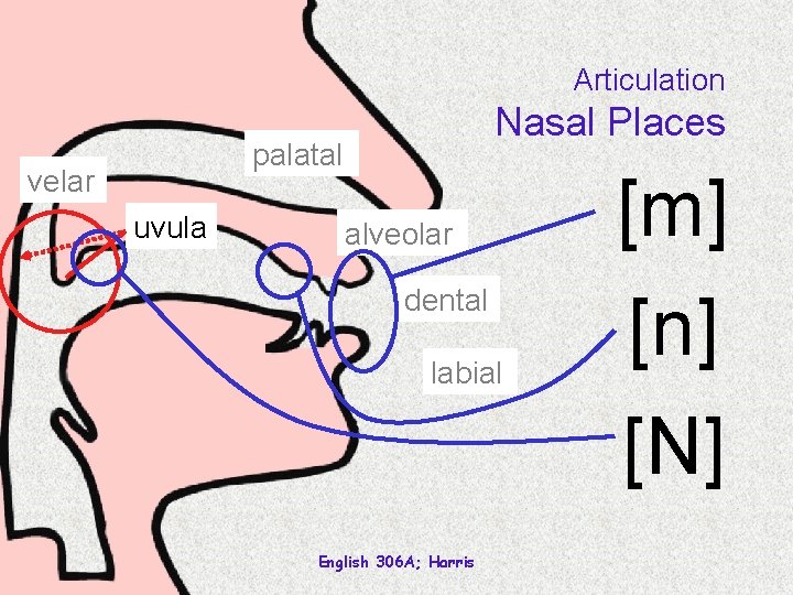 Articulation Nasal Places palatal velar uvula alveolar dental labial [m] [n] [N] English 306