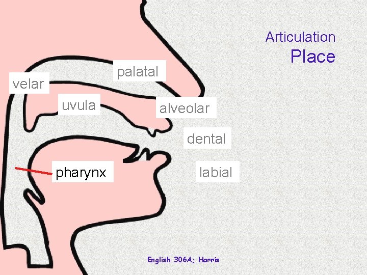 Articulation Place palatal velar uvula alveolar dental pharynx labial English 306 A; Harris 