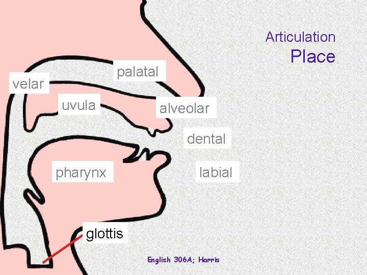 Articulation Place palatal velar uvula alveolar dental pharynx labial glottis English 306 A; Harris