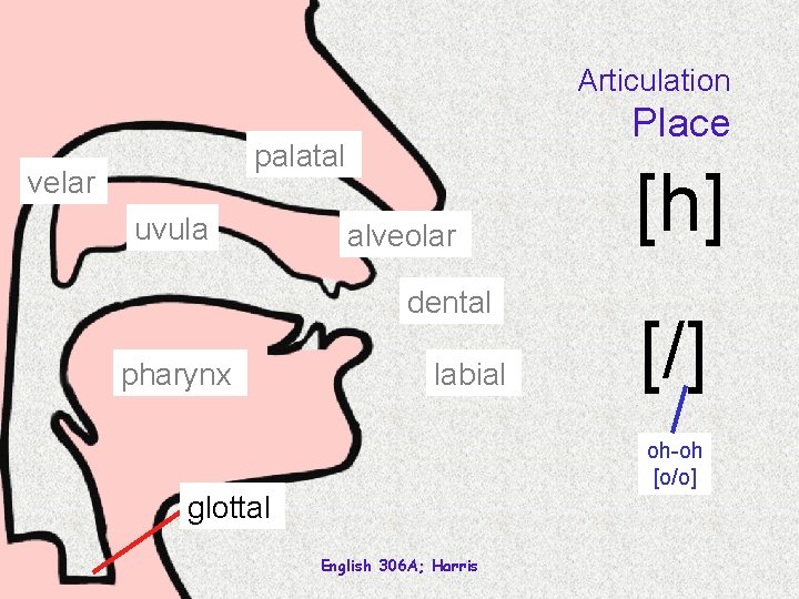 Articulation Place palatal velar uvula alveolar dental pharynx labial [h] [/] oh-oh [o/o] glottal