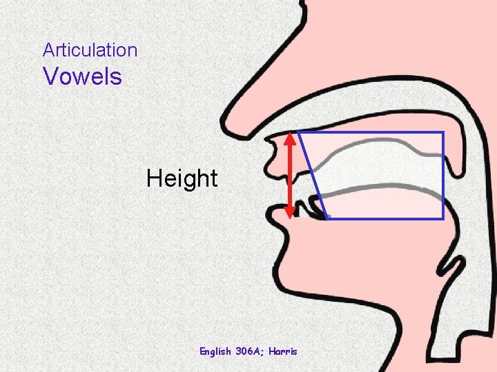 Articulation Vowels Height English 306 A; Harris 