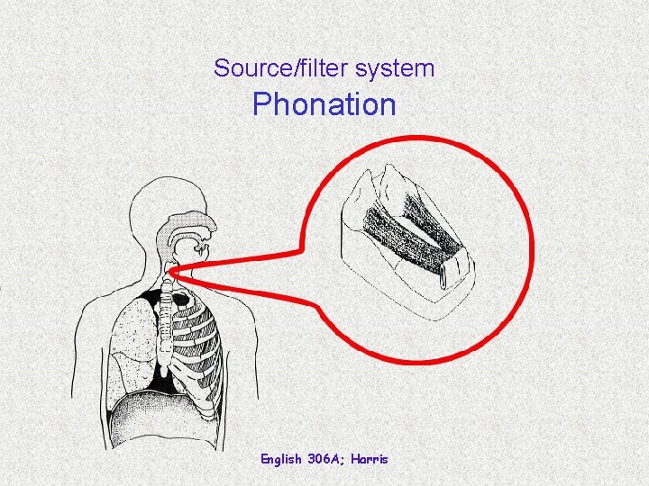 Source/filter system Phonation English 306 A; Harris 