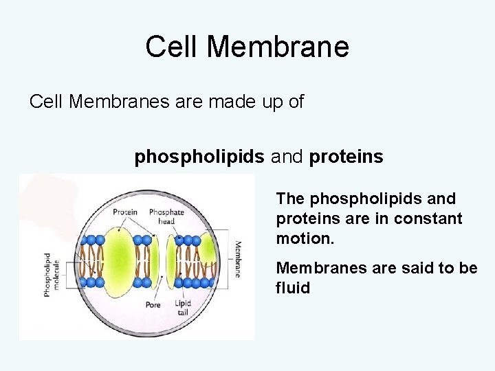 Cell Membranes are made up of phospholipids and proteins The phospholipids and proteins are Cell Membranes are made up of phospholipids and proteins The phospholipids and proteins are