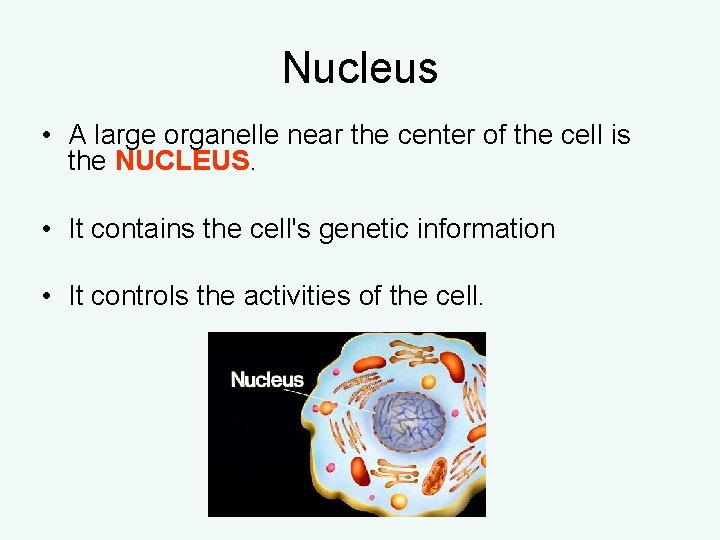 Nucleus • A large organelle near the center of the cell is the NUCLEUS. Nucleus • A large organelle near the center of the cell is the NUCLEUS.