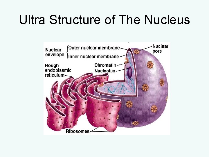 Ultra Structure of The Nucleus Ultra Structure of The Nucleus