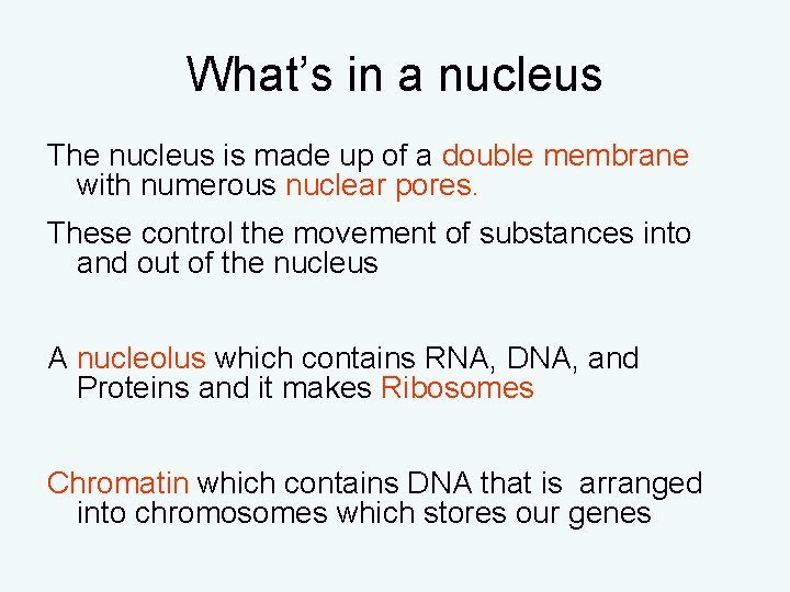 What’s in a nucleus The nucleus is made up of a double membrane with What’s in a nucleus The nucleus is made up of a double membrane with