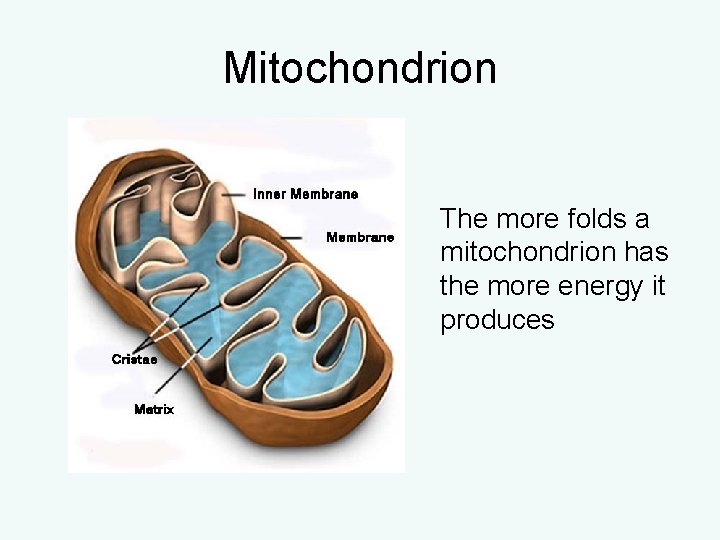 Mitochondrion The more folds a mitochondrion has the more energy it produces Mitochondrion The more folds a mitochondrion has the more energy it produces