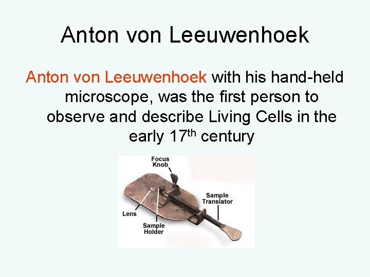 Anton von Leeuwenhoek with his hand-held microscope, was the first person to observe and Anton von Leeuwenhoek with his hand-held microscope, was the first person to observe and