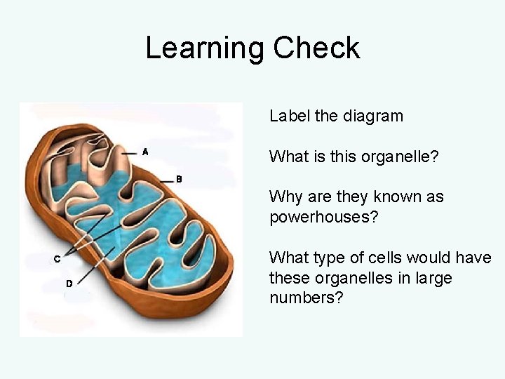 Learning Check Label the diagram What is this organelle? Why are they known as Learning Check Label the diagram What is this organelle? Why are they known as