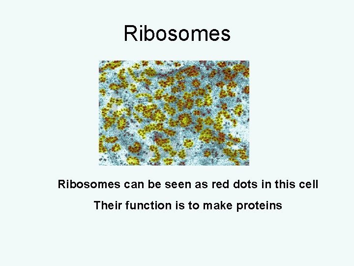 Ribosomes can be seen as red dots in this cell Their function is to Ribosomes can be seen as red dots in this cell Their function is to