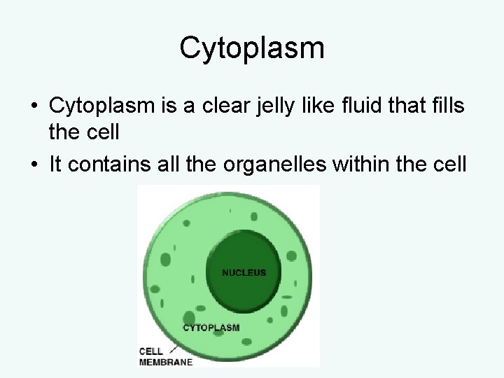 Cytoplasm • Cytoplasm is a clear jelly like fluid that fills the cell • Cytoplasm • Cytoplasm is a clear jelly like fluid that fills the cell •