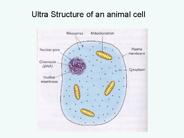 Ultra Structure of an animal cell Ultra Structure of an animal cell