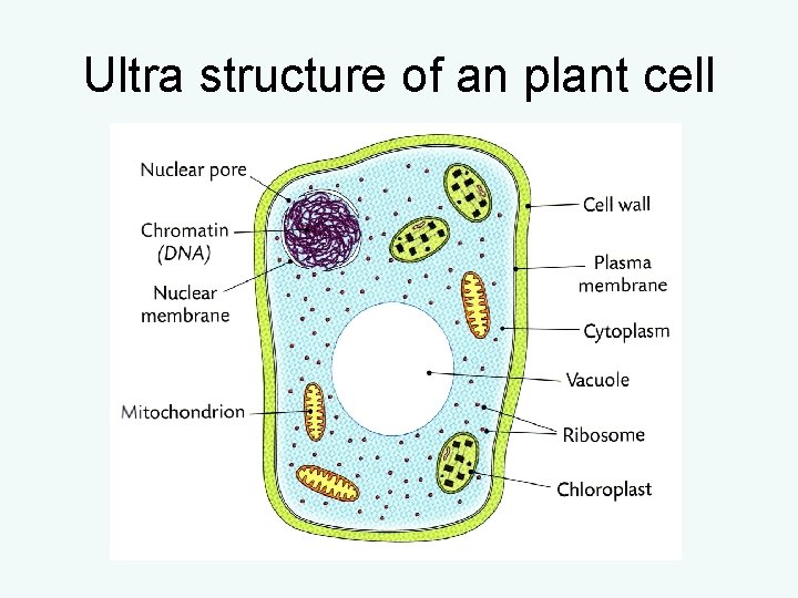 Ultra structure of an plant cell Ultra structure of an plant cell