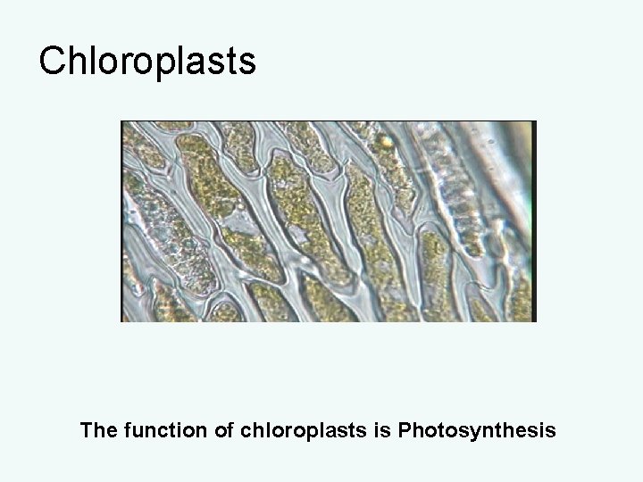 Chloroplasts The function of chloroplasts is Photosynthesis Chloroplasts The function of chloroplasts is Photosynthesis
