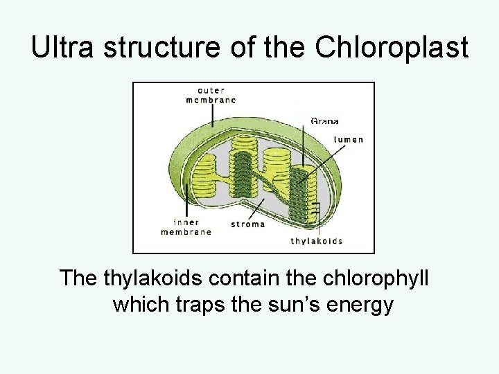 Ultra structure of the Chloroplast The thylakoids contain the chlorophyll which traps the sun’s Ultra structure of the Chloroplast The thylakoids contain the chlorophyll which traps the sun’s