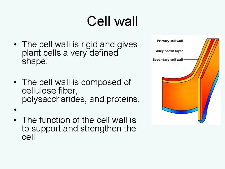 Cell wall • The cell wall is rigid and gives plant cells a very Cell wall • The cell wall is rigid and gives plant cells a very