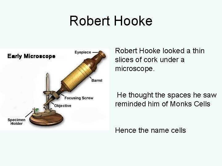 Robert Hooke looked a thin slices of cork under a microscope. He thought the Robert Hooke looked a thin slices of cork under a microscope. He thought the