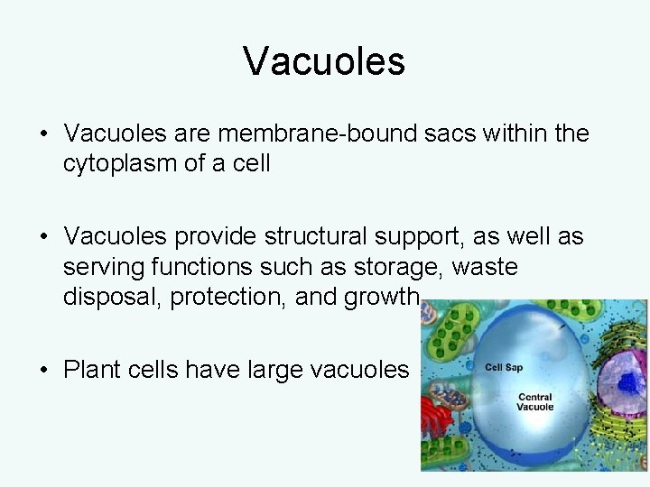 Vacuoles • Vacuoles are membrane-bound sacs within the cytoplasm of a cell • Vacuoles Vacuoles • Vacuoles are membrane-bound sacs within the cytoplasm of a cell • Vacuoles