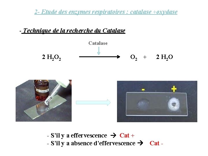 2 - Etude des enzymes respiratoires : catalase +oxydase - Technique de la recherche