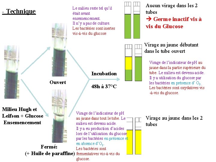 Le milieu reste tel qu’il était avant ensemencement. Il n’y a pas de culture.