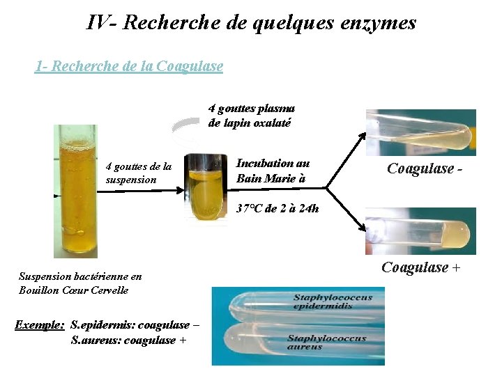 IV- Recherche de quelques enzymes 1 - Recherche de la Coagulase 4 gouttes plasma