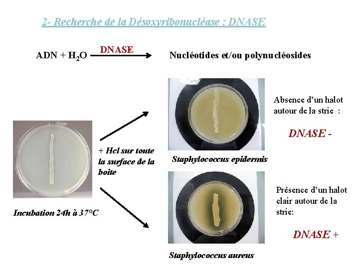 2 - Recherche de la Désoxyribonucléase : DNASE ADN + H 2 O DNASE