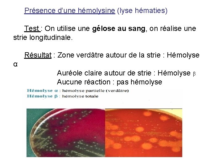 Présence d’une hémolysine (lyse hématies) Test : On utilise une gélose au sang, on