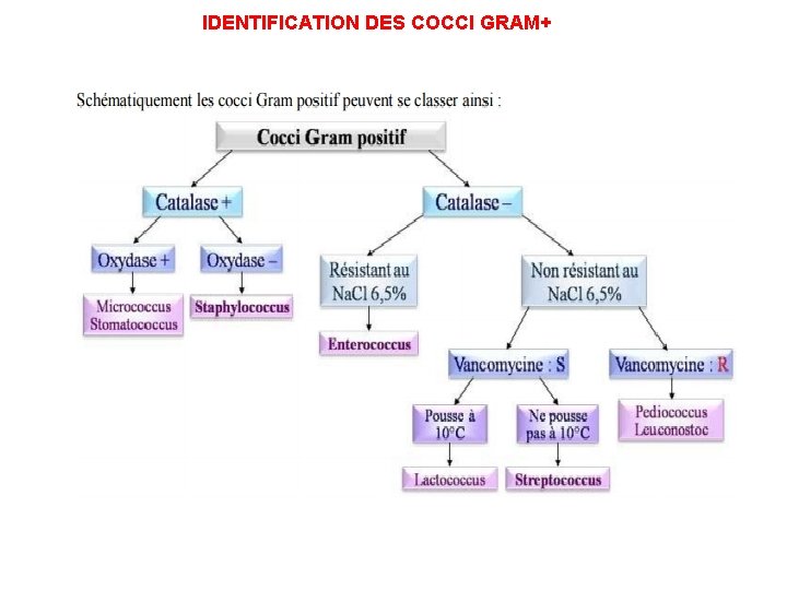 IDENTIFICATION DES COCCI GRAM+ 