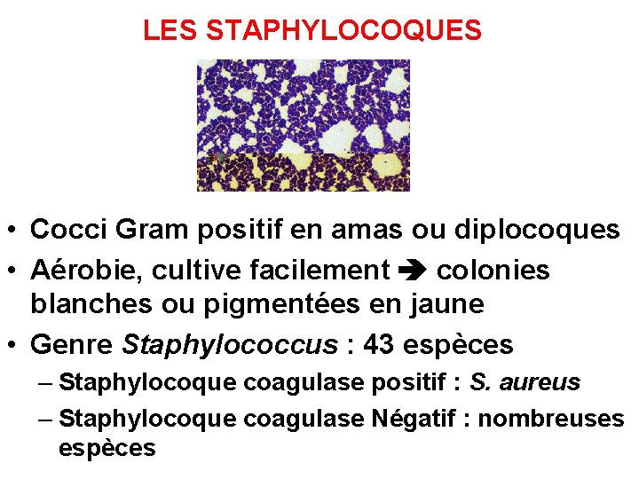 LES STAPHYLOCOQUES • Cocci Gram positif en amas ou diplocoques • Aérobie, cultive facilement