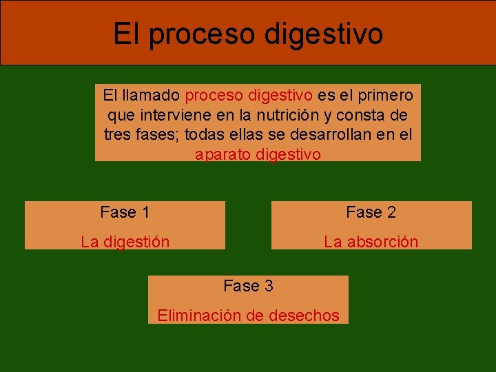 El proceso digestivo El llamado proceso digestivo es el primero que interviene en la