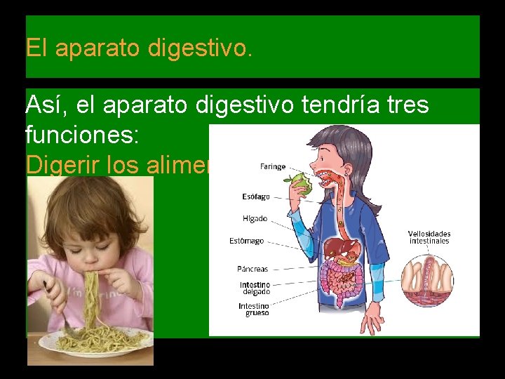 El aparato digestivo. Así, el aparato digestivo tendría tres funciones: Digerir los alimentos. 