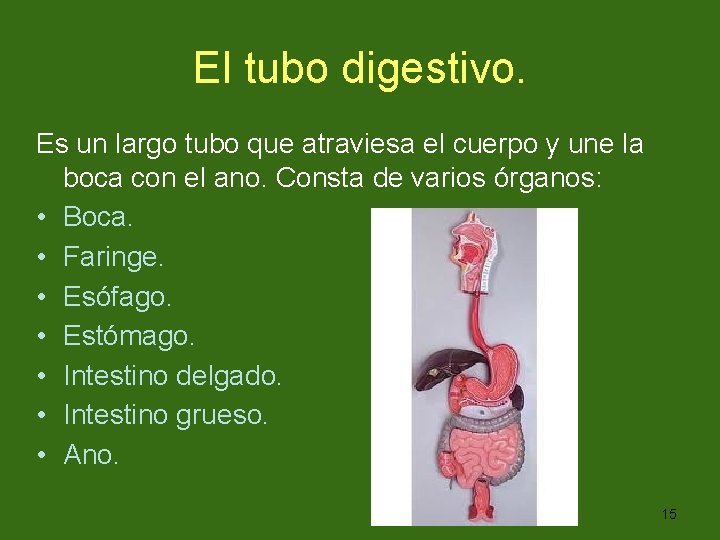 El tubo digestivo. Es un largo tubo que atraviesa el cuerpo y une la