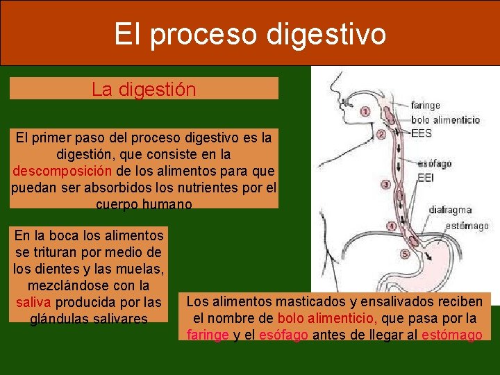 El proceso digestivo La digestión El primer paso del proceso digestivo es la digestión,