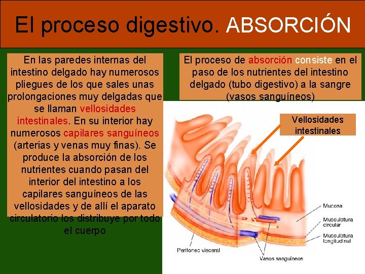 El proceso digestivo. ABSORCIÓN En las paredes internas del intestino delgado hay numerosos pliegues