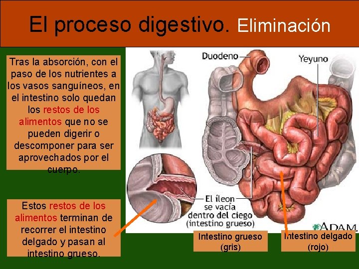 El proceso digestivo. Eliminación Tras la absorción, con el paso de los nutrientes a