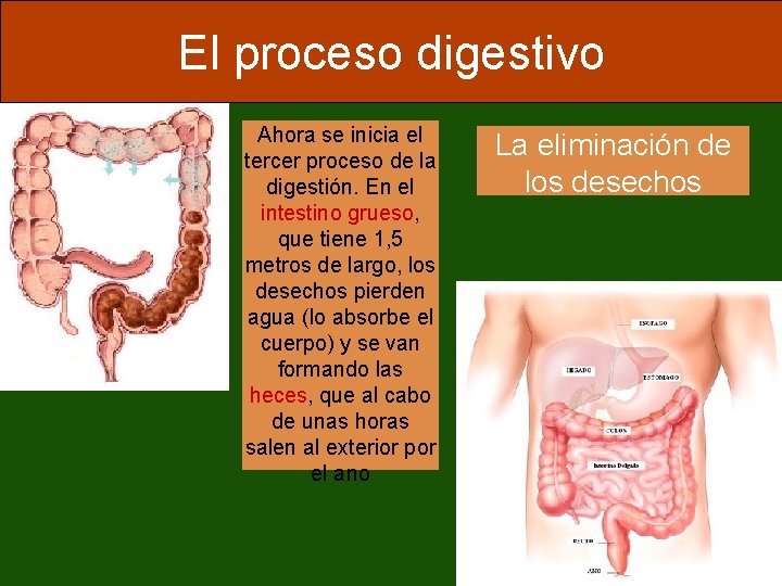 El proceso digestivo Ahora se inicia el tercer proceso de la digestión. En el