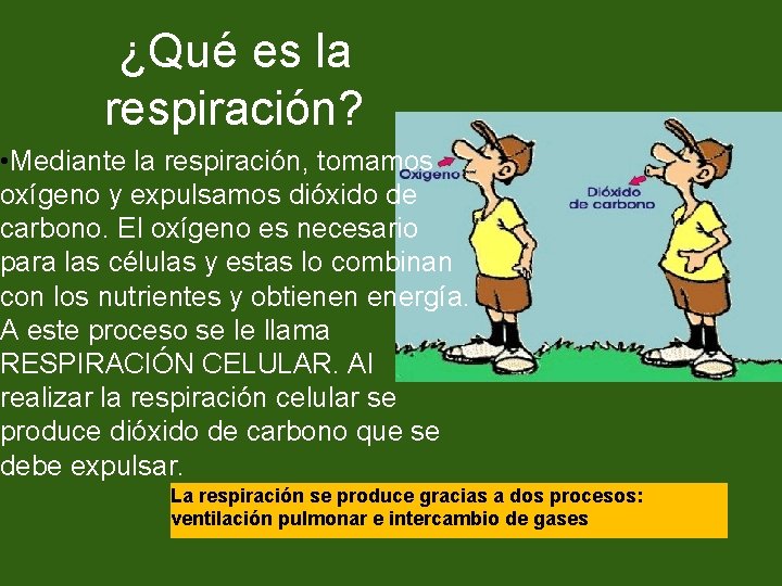 ¿Qué es la respiración? • Mediante la respiración, tomamos oxígeno y expulsamos dióxido de