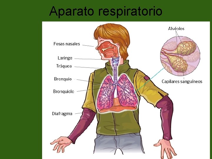 Aparato respiratorio 26 