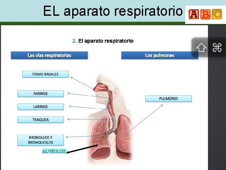 EL aparato respiratorio ALVÉOLOS 7 