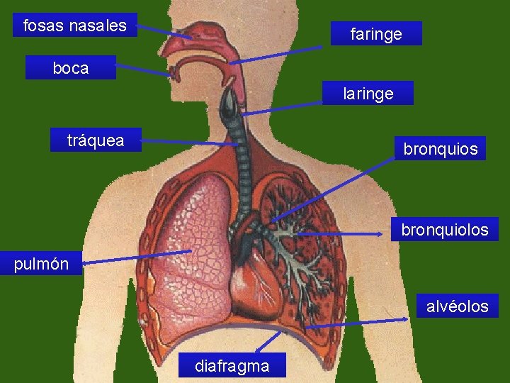 fosas nasales faringe boca laringe tráquea bronquios bronquiolos pulmón alvéolos diafragma 