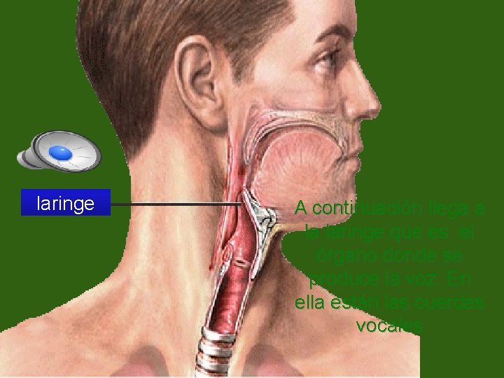 laringe A continuación llega a la laringe que es el órgano donde se produce
