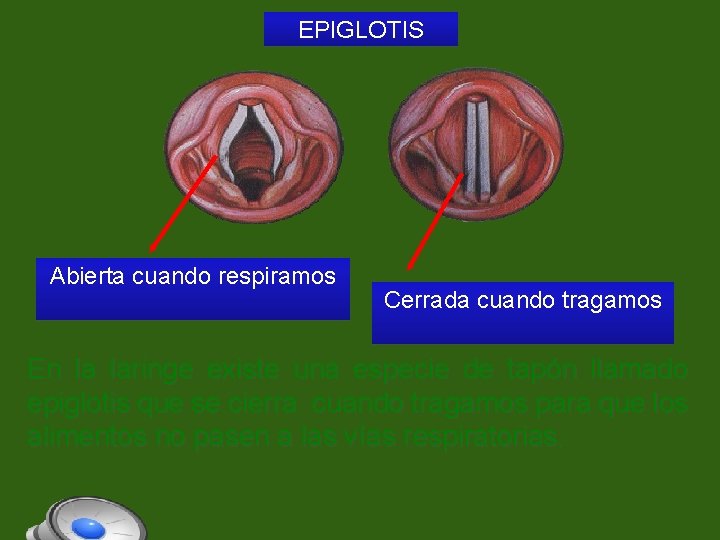 EPIGLOTIS Abierta cuando respiramos Cerrada cuando tragamos En la laringe existe una especie de