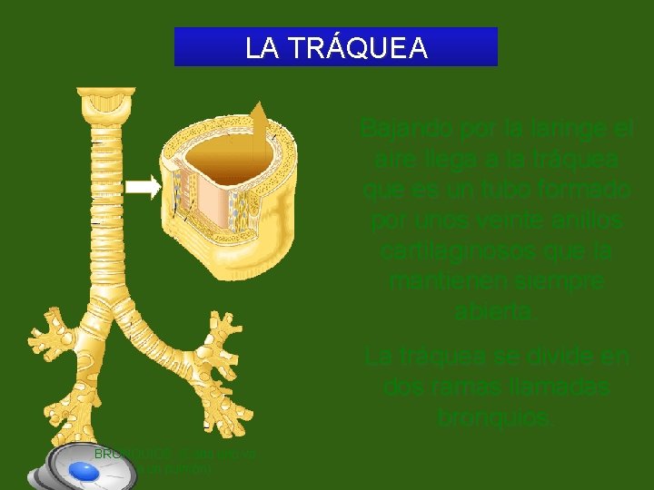 LA TRÁQUEA Bajando por la laringe el aire llega a la tráquea que es