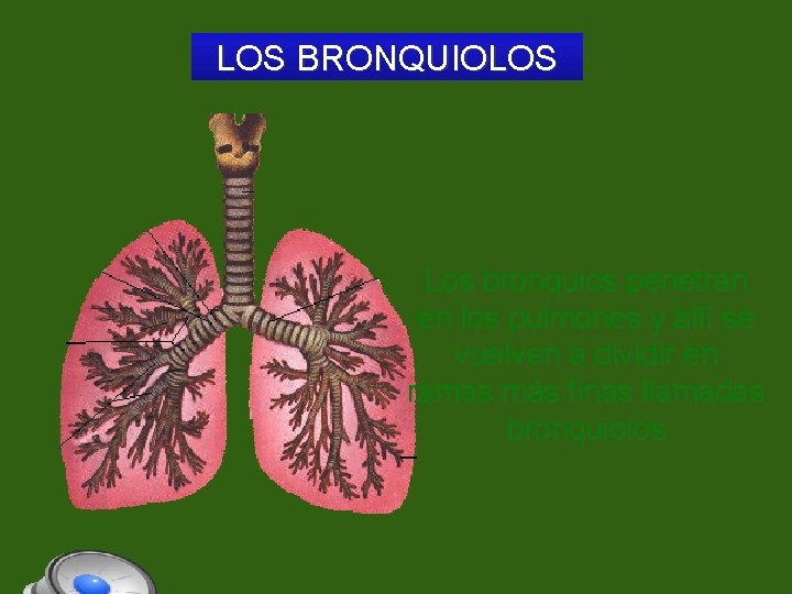 LOS BRONQUIOLOS Los bronquios penetran en los pulmones y allí se vuelven a dividir